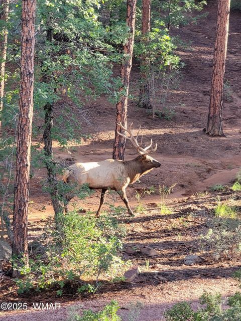 Tiny photo for 1820 S Rockwood Circle, Show Low, AZ 85901 (MLS # 258896)