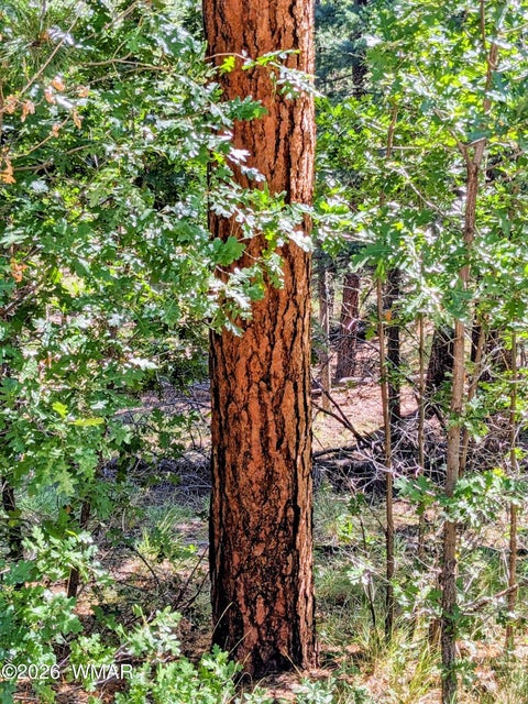 Tiny photo for 6 County Road 2073, Alpine, AZ 85920 (MLS # 262966)