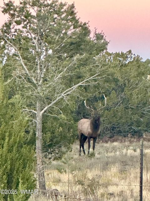 Tiny photo for 87 N3625, Vernon, AZ 85940 (MLS # 257929)