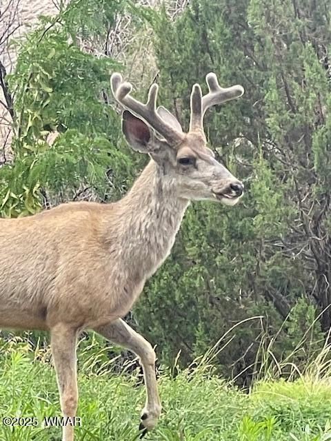 Tiny photo for 9410 Butler Trail, Snowflake, AZ 85937 (MLS # 257558)