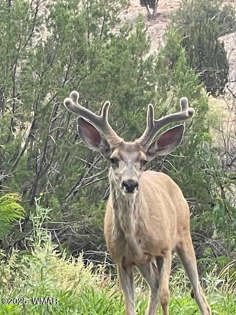 Tiny photo for 9410 Butler Trail, Snowflake, AZ 85937 (MLS # 257558)