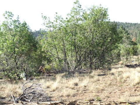 Tiny photo for Lot C Lamb Drive, Pinedale, AZ 85934 (MLS # 262576)