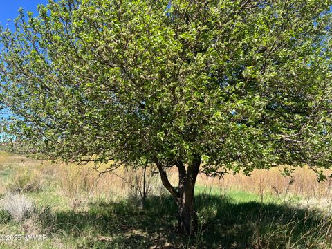 Tiny photo for 7641 Blackies Road, Taylor, AZ 85939 (MLS # 255295)