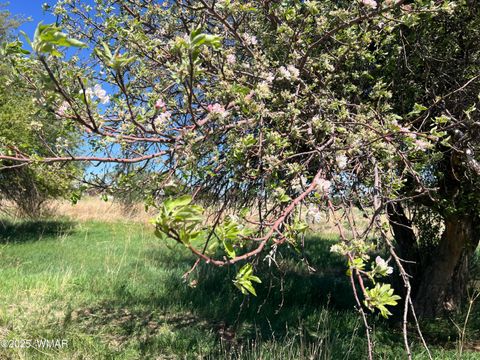 Tiny photo for 7641 Blackies Road, Taylor, AZ 85939 (MLS # 255295)