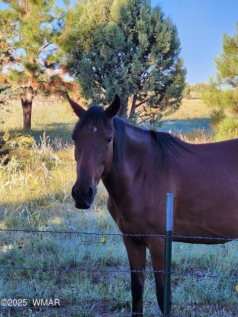 Tiny photo for 2654 Palomino Trail, Overgaard, AZ 85933 (MLS # 258230)