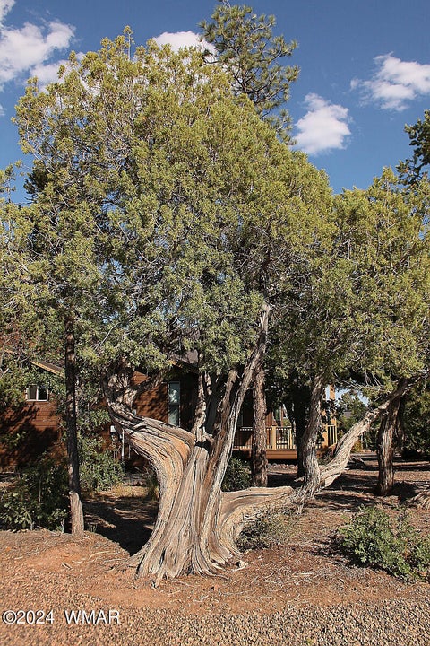 Tiny photo for 860 W Snow Creek Trail, Show Low, AZ 85901 (MLS # 262897)