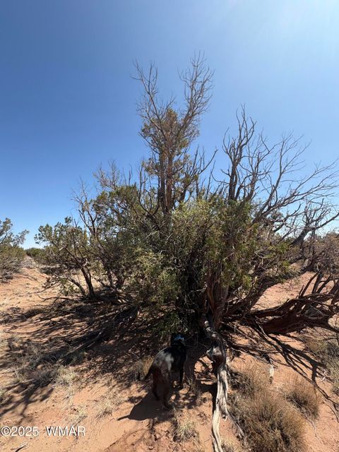 Tiny photo for 8580 Lawson Lane, Snowflake, AZ 85937 (MLS # 257060)