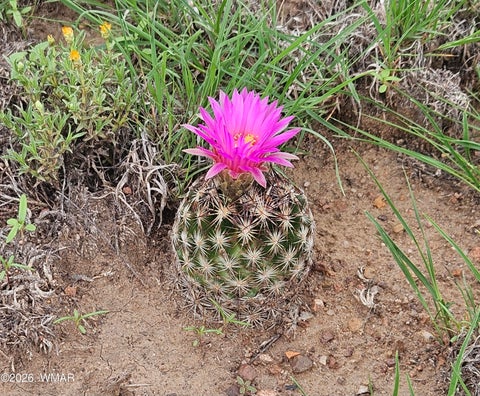 Tiny photo for TBD Birdwing Lane, Clay Springs, AZ 85923 (MLS # 262492)