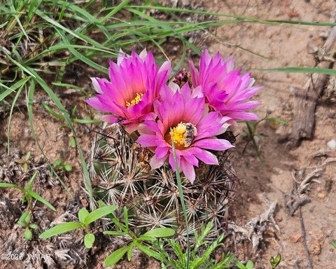 Tiny photo for TBD Birdwing Lane, Clay Springs, AZ 85923 (MLS # 262492)