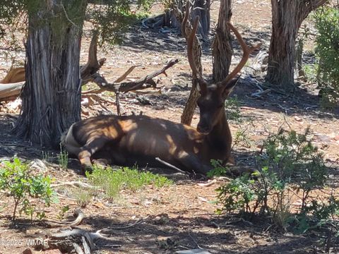 Tiny photo for 3511 W Falling Leaf Road, Show Low, AZ 85901 (MLS # 256615)