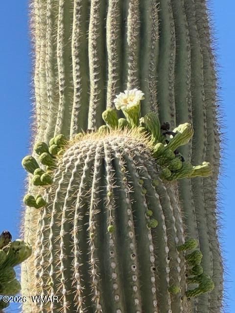 Tiny photo for 9526 E Obsidian Court, Gold Canyon, AZ 85118 (MLS # 260166)