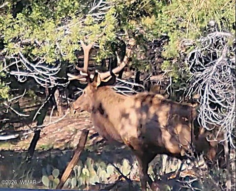 Tiny photo for 2150 N Bison Pass Court, Show Low, AZ 85901 (MLS # 262807)