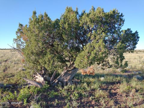 Tiny photo for Lot 682 Chevelon Canyon Ranch, Heber, AZ 85928 (MLS # 254141)