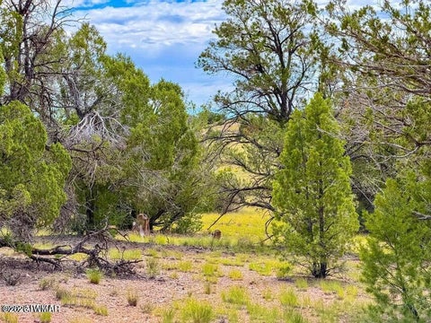Tiny photo for 0 Dusty Rose Ranch Rd #C 12 Acre, Seligman, AZ 86337 (MLS # 263418)