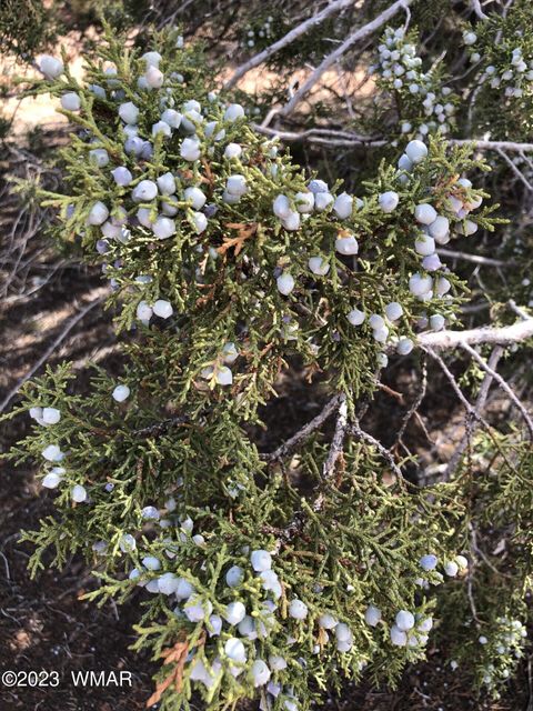 Tiny photo for 3981 Apache Road, Snowflake, AZ 85937 (MLS # 255790)