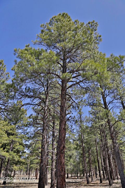 Tiny photo for 9579 Sierra Springs Drive, Pinetop, AZ 85935 (MLS # 257783)