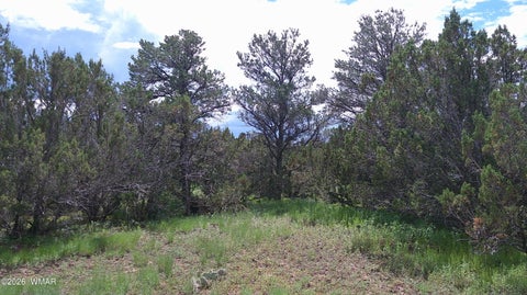 Tiny photo for 19 N3133, Vernon, AZ 85940 (MLS # 262804)