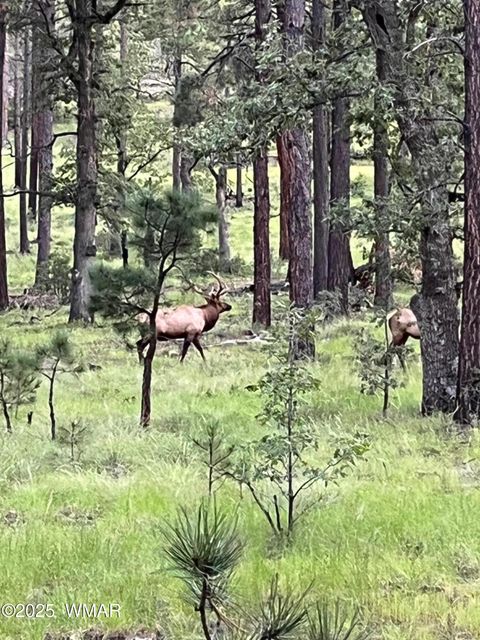 Tiny photo for 56 Co Rd 2266, Alpine, AZ 85920 (MLS # 256669)