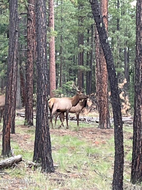 Tiny photo for 56 Co Rd 2266, Alpine, AZ 85920 (MLS # 256669)