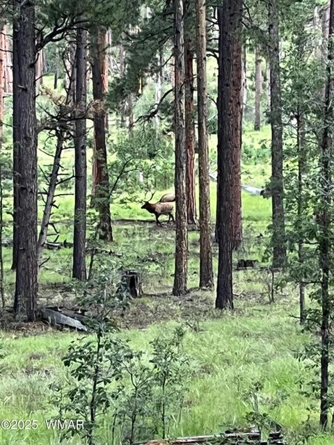 Tiny photo for 56 Co Rd 2266, Alpine, AZ 85920 (MLS # 256669)