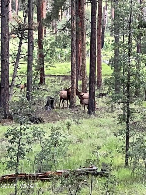 Tiny photo for 56 Co Rd 2266, Alpine, AZ 85920 (MLS # 256669)