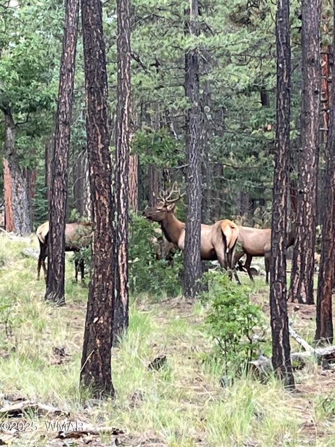Tiny photo for 56 Co Rd 2266, Alpine, AZ 85920 (MLS # 256669)