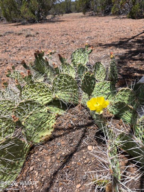 Photo of 2385 White River Place, Show Low, AZ 85901 (MLS # 262063)