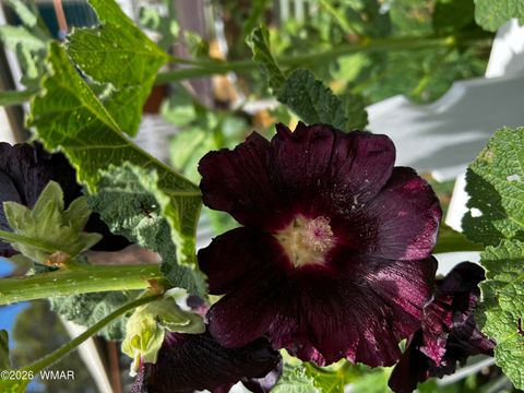 Tiny photo for 1015 Meadow Ln, Show Low, AZ 85901 (MLS # 260443)