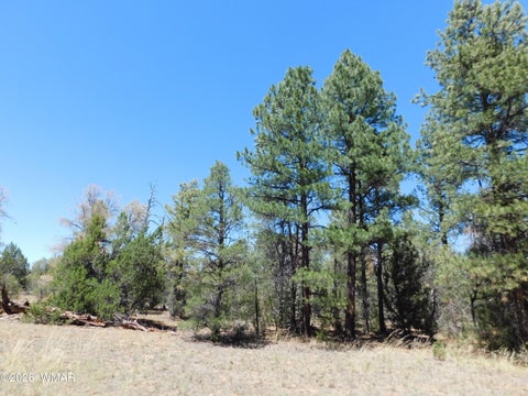 Photo of 3100 Pinewood Drive, Overgaard, AZ 85933 (MLS # 261982)