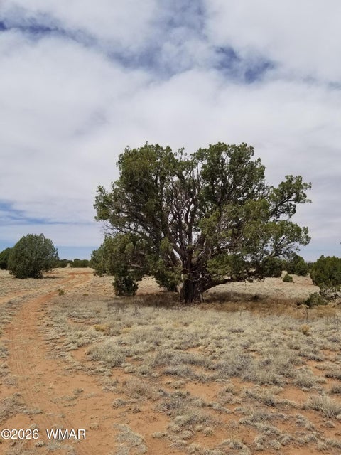 Tiny photo for TBD N5549, Concho, AZ 85924 (MLS # 263395)