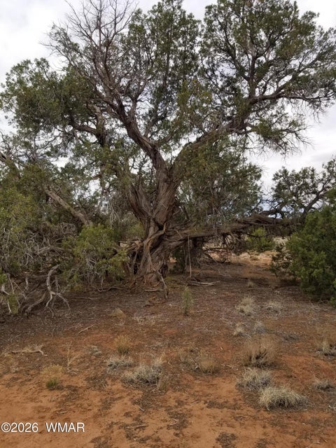 Tiny photo for TBD N5549, Concho, AZ 85924 (MLS # 263395)