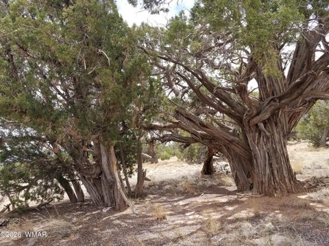 Tiny photo for TBD N5549, Concho, AZ 85924 (MLS # 263395)