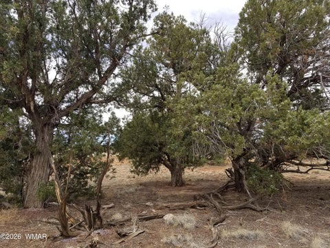 Tiny photo for TBD N5549, Concho, AZ 85924 (MLS # 263395)