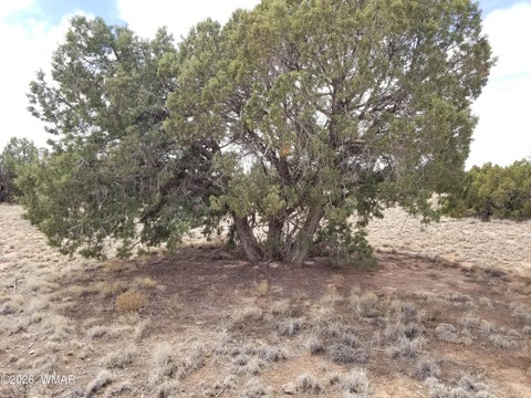 Tiny photo for TBD N5549, Concho, AZ 85924 (MLS # 263395)