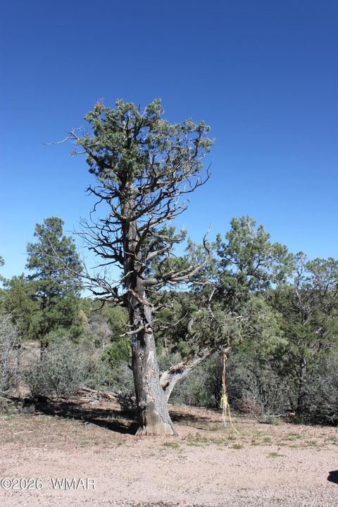 Tiny photo for 1663 Cactus Flower Road, Show Low, AZ 85901 (MLS # 260643)