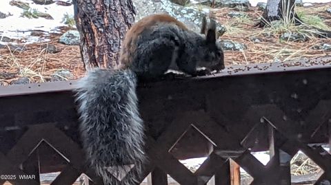 Tiny photo for 2358 E Rainbow Lane, Pinetop, AZ 85935 (MLS # 259127)