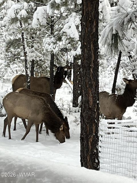 Tiny photo for 2311 S Sierra Park Trail, Show Low, AZ 85901 (MLS # 260302)