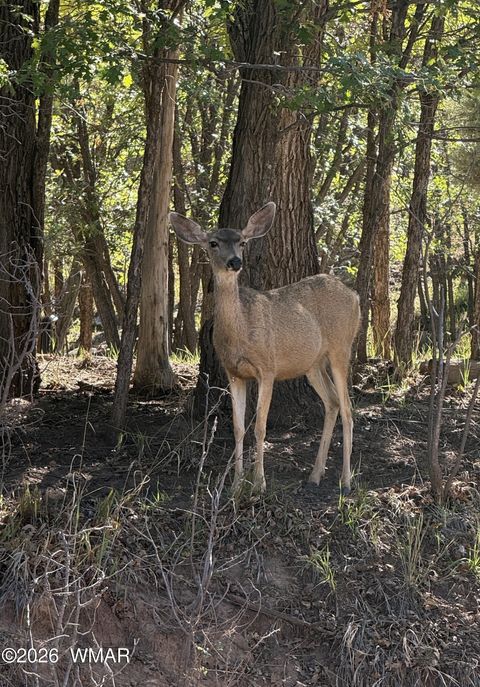 Tiny photo for 949 Geronimo Lane, Show Low, AZ 85901 (MLS # 260236)