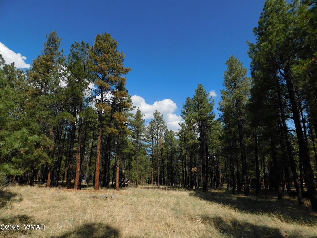 Photo for UNK 1.17 AC UNK, Greer, AZ 85927 (MLS # 257654)