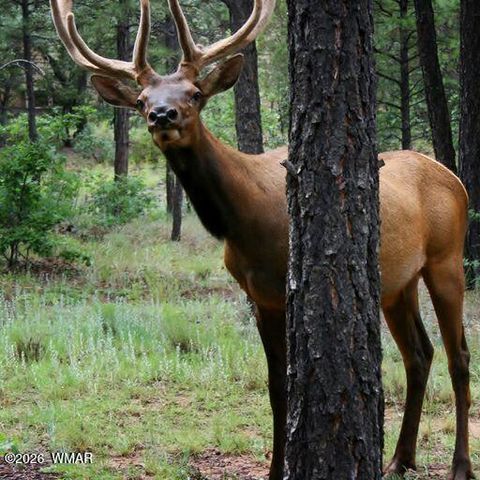 Tiny photo for 3604 W Torreon Court, Show Low, AZ 85901 (MLS # 260172)