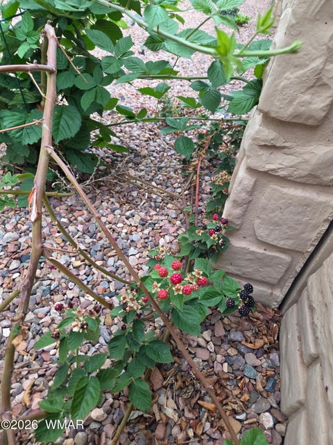 Tiny photo for 1020 N Crown Circle, Taylor, AZ 85939 (MLS # 258411)