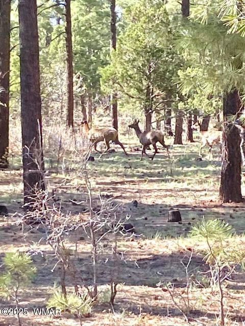 Tiny photo for 3350 W Rim Road Parcel #2, Lakeside, AZ 85929 (MLS # 258381)