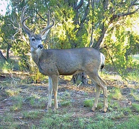 Tiny photo for 3350 W Rim Road Parcel #2, Lakeside, AZ 85929 (MLS # 258381)