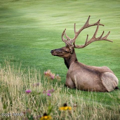 Tiny photo for 2341 W Pinegrass Road, Show Low, AZ 85901 (MLS # 259456)