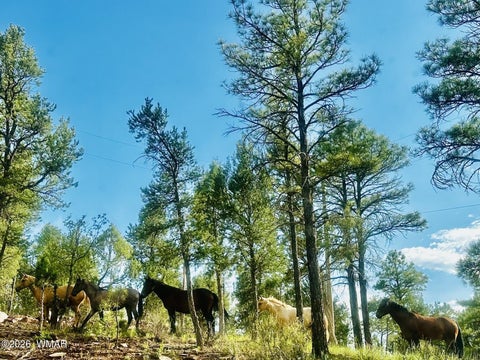 Tiny photo for 7056 Bustin Dutch Trail, Show Low, AZ 85901 (MLS # 261113)