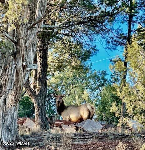 Tiny photo for 7056 Bustin Dutch Trail, Show Low, AZ 85901 (MLS # 261113)