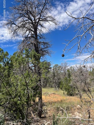 ADDRESS PRIVATE, OVERGAARD, AZ 85933 - Image dcaada20a99708a02860e545d247cd52/378891389