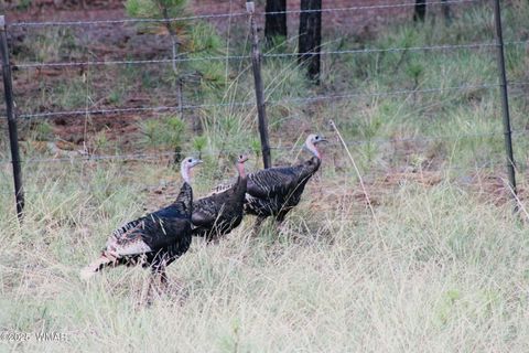 Tiny photo for 3350 W Rim Road Parcel #5, Lakeside, AZ 85929 (MLS # 258383)