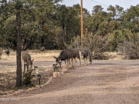 Tiny photo for 2207 Four Point Circle, Overgaard, AZ 85933 (MLS # 262026)