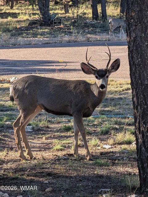 Tiny photo for 2207 Four Point Circle, Overgaard, AZ 85933 (MLS # 262026)